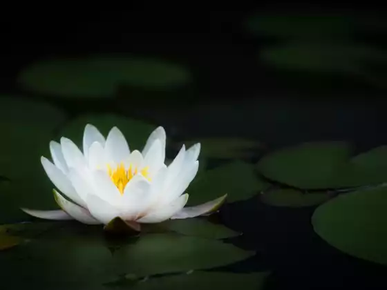 Reiki Seviye 2