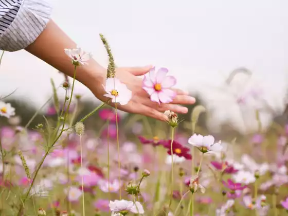 Fernheilung mit Reiki für 33 Minuten