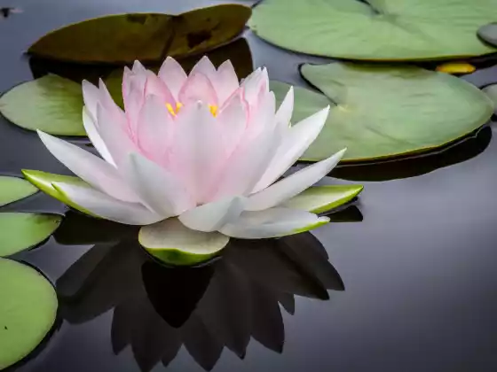 Reiki Level 1 Q&A