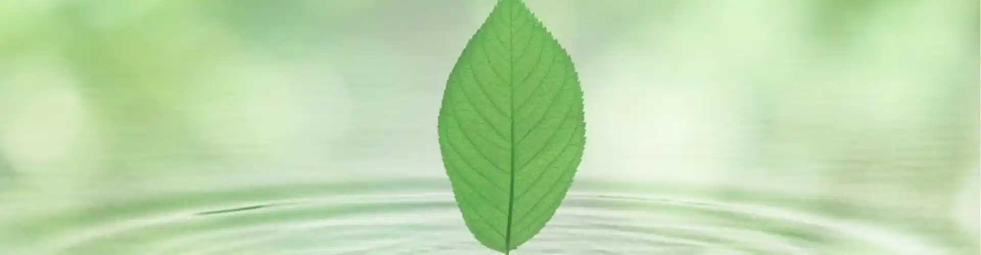 8 सिल्क ब्रोकेड के साथ चीगोंग दैनिक अभ्यास - Online Class by Cassaundra Paolini